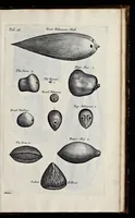 An illustration from Musaeum Regalis Societatis, or, A catalogue & description of the natural and artificial rarities belonging to the Royal Society, and preserved at Gresham Colledge (1681)