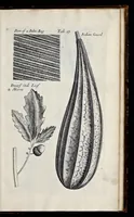 Picture 17 of 31 from Musaeum Regalis Societatis, or, A catalogue & description of the natural and artificial rarities belonging to the Royal Society, and preserved at Gresham Colledge (1681), leaf 486