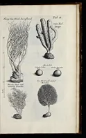 An illustration from Musaeum Regalis Societatis, or, A catalogue & description of the natural and artificial rarities belonging to the Royal Society, and preserved at Gresham Colledge (1681)