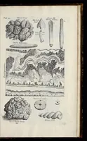 An illustration from Musaeum Regalis Societatis, or, A catalogue & description of the natural and artificial rarities belonging to the Royal Society, and preserved at Gresham Colledge (1681)