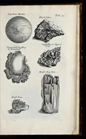 An illustration from Musaeum Regalis Societatis, or, A catalogue & description of the natural and artificial rarities belonging to the Royal Society, and preserved at Gresham Colledge (1681)