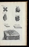 Picture 22 of 31 from Musaeum Regalis Societatis, or, A catalogue & description of the natural and artificial rarities belonging to the Royal Society, and preserved at Gresham Colledge (1681), leaf 496