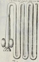 Picture 23 of 31 from Musaeum Regalis Societatis, or, A catalogue & description of the natural and artificial rarities belonging to the Royal Society, and preserved at Gresham Colledge (1681), leaf 498