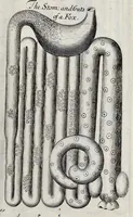 Picture 24 of 31 from Musaeum Regalis Societatis, or, A catalogue & description of the natural and artificial rarities belonging to the Royal Society, and preserved at Gresham Colledge (1681), leaf 498