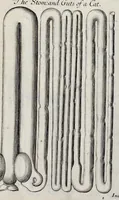 Picture 25 of 31 from Musaeum Regalis Societatis, or, A catalogue & description of the natural and artificial rarities belonging to the Royal Society, and preserved at Gresham Colledge (1681), leaf 498