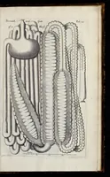 Picture 27 of 31 from Musaeum Regalis Societatis, or, A catalogue & description of the natural and artificial rarities belonging to the Royal Society, and preserved at Gresham Colledge (1681), leaf 502