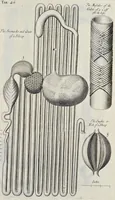 An illustration from Musaeum Regalis Societatis, or, A catalogue & description of the natural and artificial rarities belonging to the Royal Society, and preserved at Gresham Colledge (1681)
