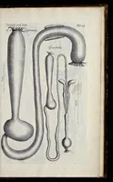 An illustration from Musaeum Regalis Societatis, or, A catalogue & description of the natural and artificial rarities belonging to the Royal Society, and preserved at Gresham Colledge (1681)
