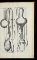 Picture 30 of 31 from Musaeum Regalis Societatis, or, A catalogue & description of the natural and artificial rarities belonging to the Royal Society, and preserved at Gresham Colledge (1681), leaf 508