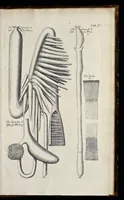 An illustration from Musaeum Regalis Societatis, or, A catalogue & description of the natural and artificial rarities belonging to the Royal Society, and preserved at Gresham Colledge (1681)