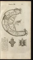 Picture 7 of 58 from Thomae Bartholini Anatome ex omnium veterum recentiorumque observationibus inprimis institutionibus b.m. parentis Caspari Bartholini : ad circulationem Harvejanam, et vasa lymphatica (1686), leaf 120