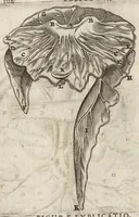 An illustration from Thomae Bartholini Anatome ex omnium veterum recentiorumque observationibus inprimis institutionibus b.m. parentis Caspari Bartholini : ad circulationem Harvejanam, et vasa lymphatica (1686)