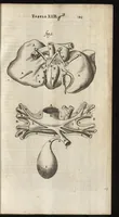 An illustration from Thomae Bartholini Anatome ex omnium veterum recentiorumque observationibus inprimis institutionibus b.m. parentis Caspari Bartholini : ad circulationem Harvejanam, et vasa lymphatica (1686)