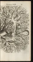 An illustration from Thomae Bartholini Anatome ex omnium veterum recentiorumque observationibus inprimis institutionibus b.m. parentis Caspari Bartholini : ad circulationem Harvejanam, et vasa lymphatica (1686)