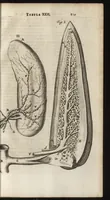 An illustration from Thomae Bartholini Anatome ex omnium veterum recentiorumque observationibus inprimis institutionibus b.m. parentis Caspari Bartholini : ad circulationem Harvejanam, et vasa lymphatica (1686)