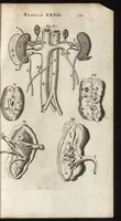 An illustration from Thomae Bartholini Anatome ex omnium veterum recentiorumque observationibus inprimis institutionibus b.m. parentis Caspari Bartholini : ad circulationem Harvejanam, et vasa lymphatica (1686)