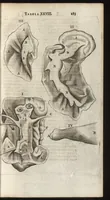 An illustration from Thomae Bartholini Anatome ex omnium veterum recentiorumque observationibus inprimis institutionibus b.m. parentis Caspari Bartholini : ad circulationem Harvejanam, et vasa lymphatica (1686)
