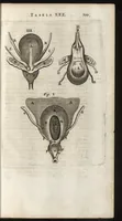 An illustration from Thomae Bartholini Anatome ex omnium veterum recentiorumque observationibus inprimis institutionibus b.m. parentis Caspari Bartholini : ad circulationem Harvejanam, et vasa lymphatica (1686)