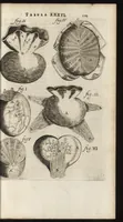 Picture 20 of 58 from Thomae Bartholini Anatome ex omnium veterum recentiorumque observationibus inprimis institutionibus b.m. parentis Caspari Bartholini : ad circulationem Harvejanam, et vasa lymphatica (1686), leaf 260