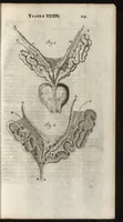 An illustration from Thomae Bartholini Anatome ex omnium veterum recentiorumque observationibus inprimis institutionibus b.m. parentis Caspari Bartholini : ad circulationem Harvejanam, et vasa lymphatica (1686)