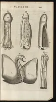 An illustration from Thomae Bartholini Anatome ex omnium veterum recentiorumque observationibus inprimis institutionibus b.m. parentis Caspari Bartholini : ad circulationem Harvejanam, et vasa lymphatica (1686)