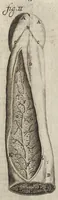 Picture 23 of 58 from Thomae Bartholini Anatome ex omnium veterum recentiorumque observationibus inprimis institutionibus b.m. parentis Caspari Bartholini : ad circulationem Harvejanam, et vasa lymphatica (1686), leaf 282