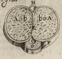 Picture 24 of 58 from Thomae Bartholini Anatome ex omnium veterum recentiorumque observationibus inprimis institutionibus b.m. parentis Caspari Bartholini : ad circulationem Harvejanam, et vasa lymphatica (1686), leaf 282