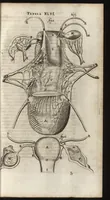 An illustration from Thomae Bartholini Anatome ex omnium veterum recentiorumque observationibus inprimis institutionibus b.m. parentis Caspari Bartholini : ad circulationem Harvejanam, et vasa lymphatica (1686)