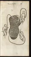 Picture 27 of 58 from Thomae Bartholini Anatome ex omnium veterum recentiorumque observationibus inprimis institutionibus b.m. parentis Caspari Bartholini : ad circulationem Harvejanam, et vasa lymphatica (1686), leaf 318