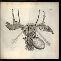 An illustration from Thomae Bartholini Anatome ex omnium veterum recentiorumque observationibus inprimis institutionibus b.m. parentis Caspari Bartholini : ad circulationem Harvejanam, et vasa lymphatica (1686)