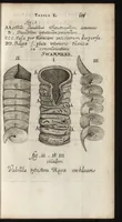 Picture 29 of 58 from Thomae Bartholini Anatome ex omnium veterum recentiorumque observationibus inprimis institutionibus b.m. parentis Caspari Bartholini : ad circulationem Harvejanam, et vasa lymphatica (1686), leaf 338