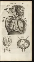 An illustration from Thomae Bartholini Anatome ex omnium veterum recentiorumque observationibus inprimis institutionibus b.m. parentis Caspari Bartholini : ad circulationem Harvejanam, et vasa lymphatica (1686)
