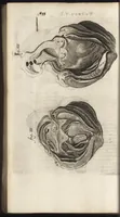 An illustration from Thomae Bartholini Anatome ex omnium veterum recentiorumque observationibus inprimis institutionibus b.m. parentis Caspari Bartholini : ad circulationem Harvejanam, et vasa lymphatica (1686)
