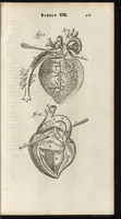 An illustration from Thomae Bartholini Anatome ex omnium veterum recentiorumque observationibus inprimis institutionibus b.m. parentis Caspari Bartholini : ad circulationem Harvejanam, et vasa lymphatica (1686)