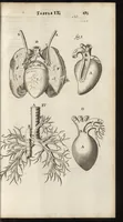 An illustration from Thomae Bartholini Anatome ex omnium veterum recentiorumque observationibus inprimis institutionibus b.m. parentis Caspari Bartholini : ad circulationem Harvejanam, et vasa lymphatica (1686)