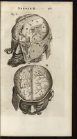 An illustration from Thomae Bartholini Anatome ex omnium veterum recentiorumque observationibus inprimis institutionibus b.m. parentis Caspari Bartholini : ad circulationem Harvejanam, et vasa lymphatica (1686)