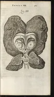 An illustration from Thomae Bartholini Anatome ex omnium veterum recentiorumque observationibus inprimis institutionibus b.m. parentis Caspari Bartholini : ad circulationem Harvejanam, et vasa lymphatica (1686)