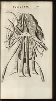 Picture 43 of 58 from Thomae Bartholini Anatome ex omnium veterum recentiorumque observationibus inprimis institutionibus b.m. parentis Caspari Bartholini : ad circulationem Harvejanam, et vasa lymphatica (1686), leaf 594
