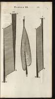 Picture 45 of 58 from Thomae Bartholini Anatome ex omnium veterum recentiorumque observationibus inprimis institutionibus b.m. parentis Caspari Bartholini : ad circulationem Harvejanam, et vasa lymphatica (1686), leaf 620