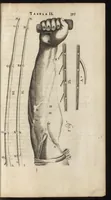 Picture 46 of 58 from Thomae Bartholini Anatome ex omnium veterum recentiorumque observationibus inprimis institutionibus b.m. parentis Caspari Bartholini : ad circulationem Harvejanam, et vasa lymphatica (1686), leaf 646