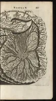 Picture 47 of 58 from Thomae Bartholini Anatome ex omnium veterum recentiorumque observationibus inprimis institutionibus b.m. parentis Caspari Bartholini : ad circulationem Harvejanam, et vasa lymphatica (1686), leaf 660