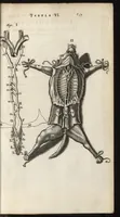 An illustration from Thomae Bartholini Anatome ex omnium veterum recentiorumque observationibus inprimis institutionibus b.m. parentis Caspari Bartholini : ad circulationem Harvejanam, et vasa lymphatica (1686)