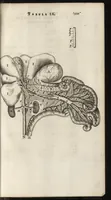 Picture 49 of 58 from Thomae Bartholini Anatome ex omnium veterum recentiorumque observationibus inprimis institutionibus b.m. parentis Caspari Bartholini : ad circulationem Harvejanam, et vasa lymphatica (1686), leaf 678