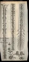 An illustration from Thomae Bartholini Anatome ex omnium veterum recentiorumque observationibus inprimis institutionibus b.m. parentis Caspari Bartholini : ad circulationem Harvejanam, et vasa lymphatica (1686)