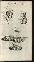 An illustration from Thomae Bartholini Anatome ex omnium veterum recentiorumque observationibus inprimis institutionibus b.m. parentis Caspari Bartholini : ad circulationem Harvejanam, et vasa lymphatica (1686)