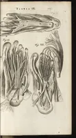 An illustration from Thomae Bartholini Anatome ex omnium veterum recentiorumque observationibus inprimis institutionibus b.m. parentis Caspari Bartholini : ad circulationem Harvejanam, et vasa lymphatica (1686)
