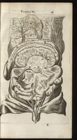 An illustration from Thomae Bartholini Anatome ex omnium veterum recentiorumque observationibus inprimis institutionibus b.m. parentis Caspari Bartholini : ad circulationem Harvejanam, et vasa lymphatica (1686)