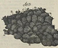 An illustration from Leeuwenhoeks werken (1684)