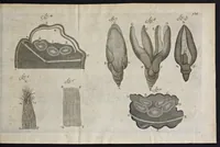 An illustration from Leeuwenhoeks werken (1684)