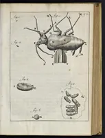 An illustration from Leeuwenhoeks werken (1684)